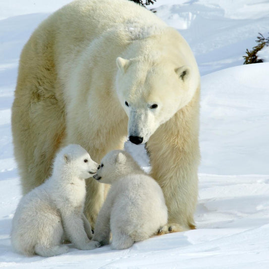 Did You Know These 10 Amazing Facts About Polar Bears?