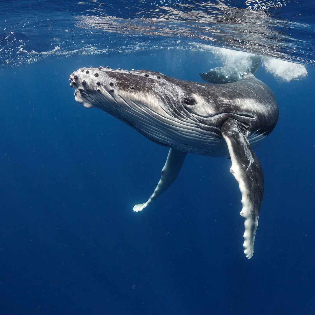The Different Species of Whales: A Comprehensive Guide