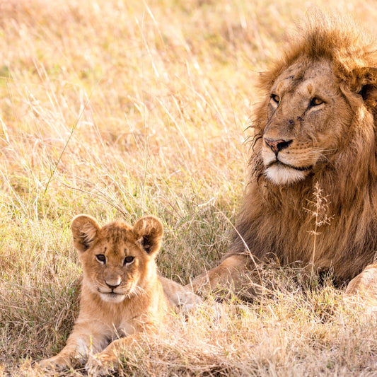 The 5 Subspecies of Lions: Which One Is The King Of The Jungle?