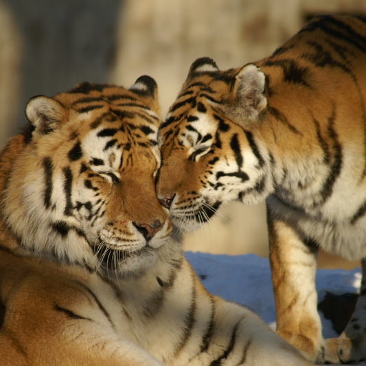 A Comprehensive List of All Tiger Subspecies