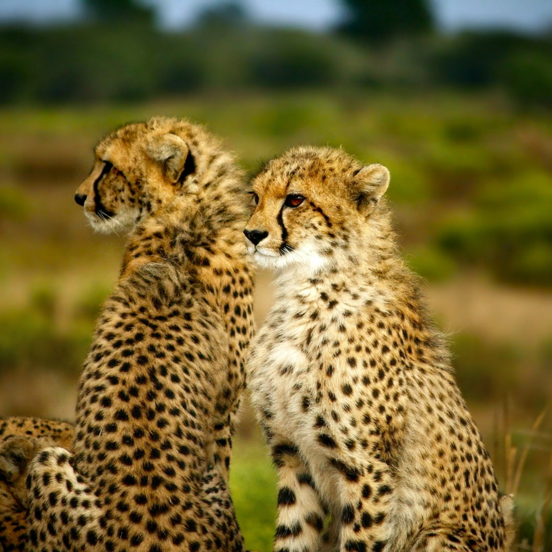 The Five Different Types Of Cheetahs You Didn't Know Existed!