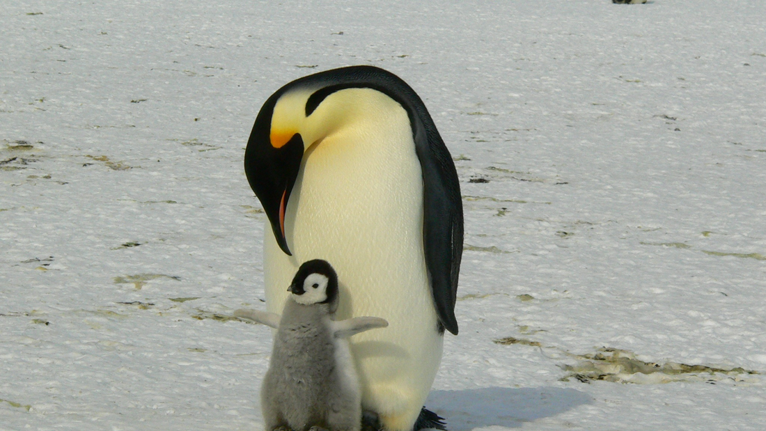 Penguins in Antarctic: Why They Matter and How We Can Protect Them