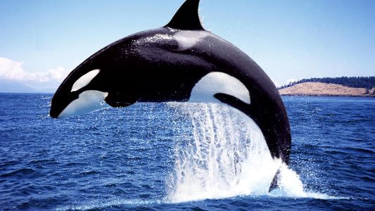 10 Mindblowing Facts About Killer Whales That'll Make You Say "Whaaaat"
